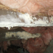Mold Remediation | Dangerous Mold & Fungus | Virginia | Kefficient